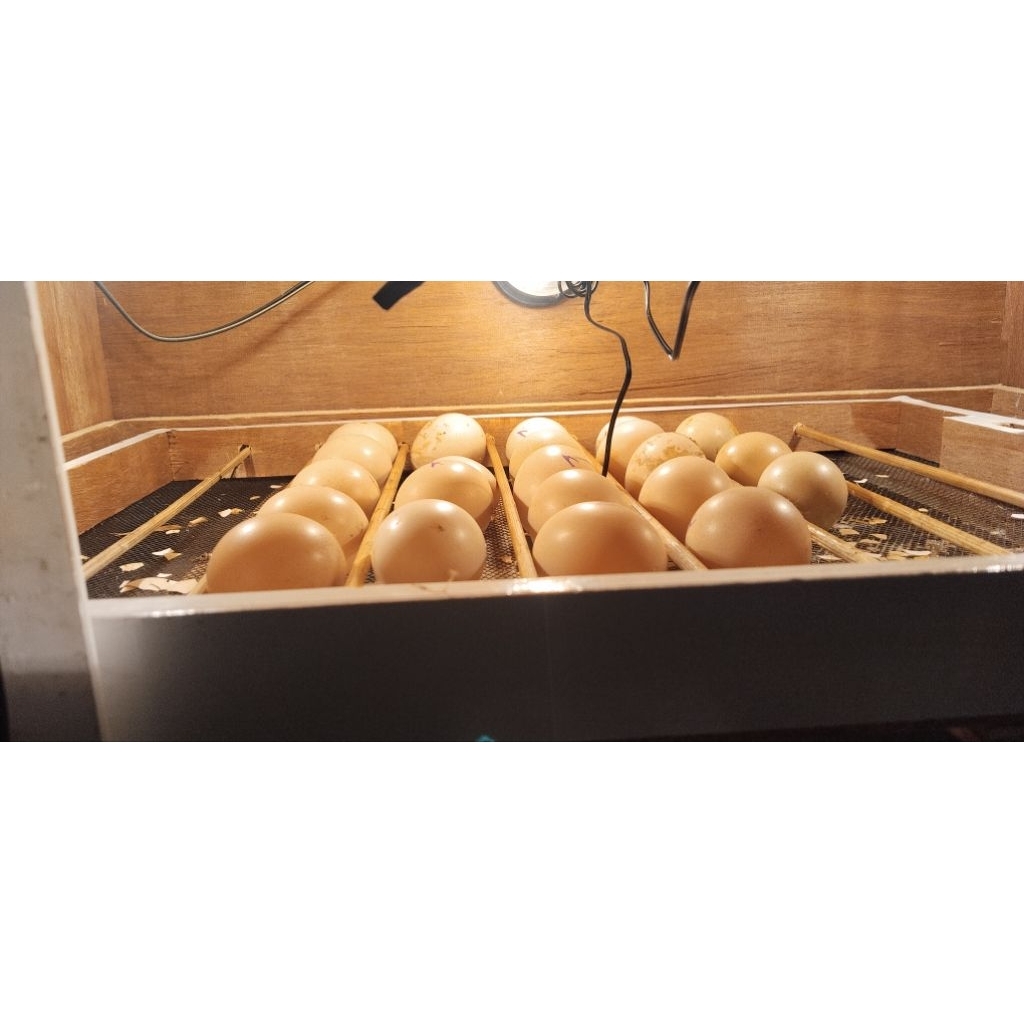 telur ayam kampung fertil