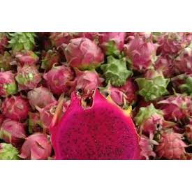 buah naga 1kg / buah naga merah segar 1kg