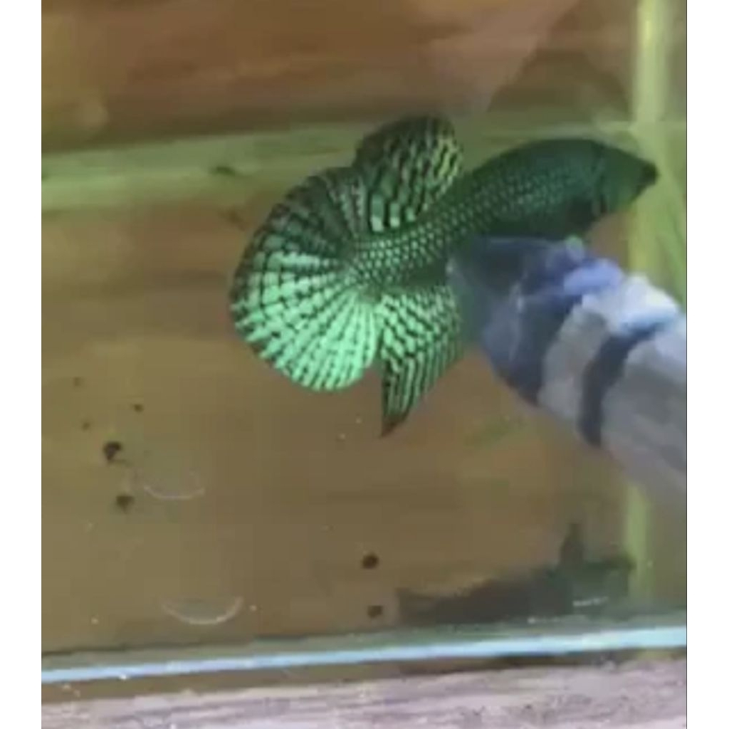 Cupang Wild Betta Alien Green pair siap breed jual rugi karna pensi cupang