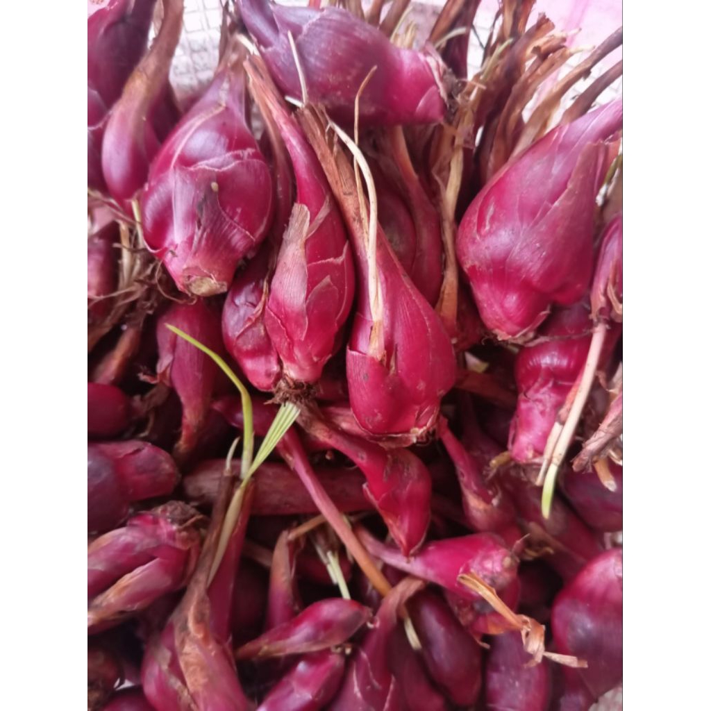 Bawang dayak segar bawang tiwai 500gram