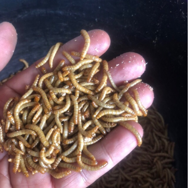 ulet hongkong size dewasa