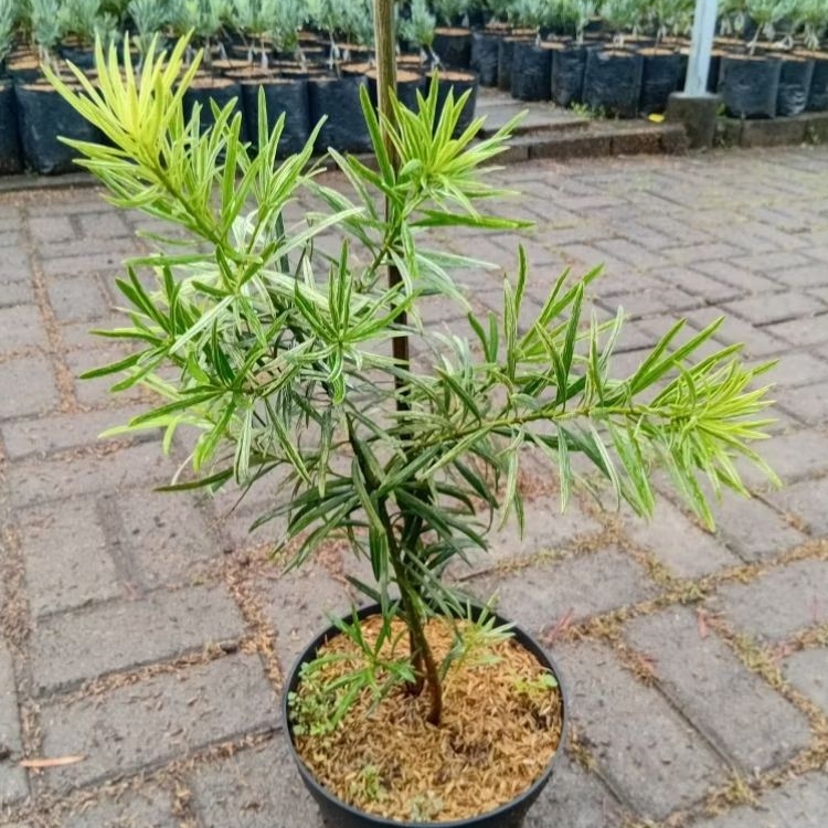 Tanaman Hias Lohansung Varigata Putih Real