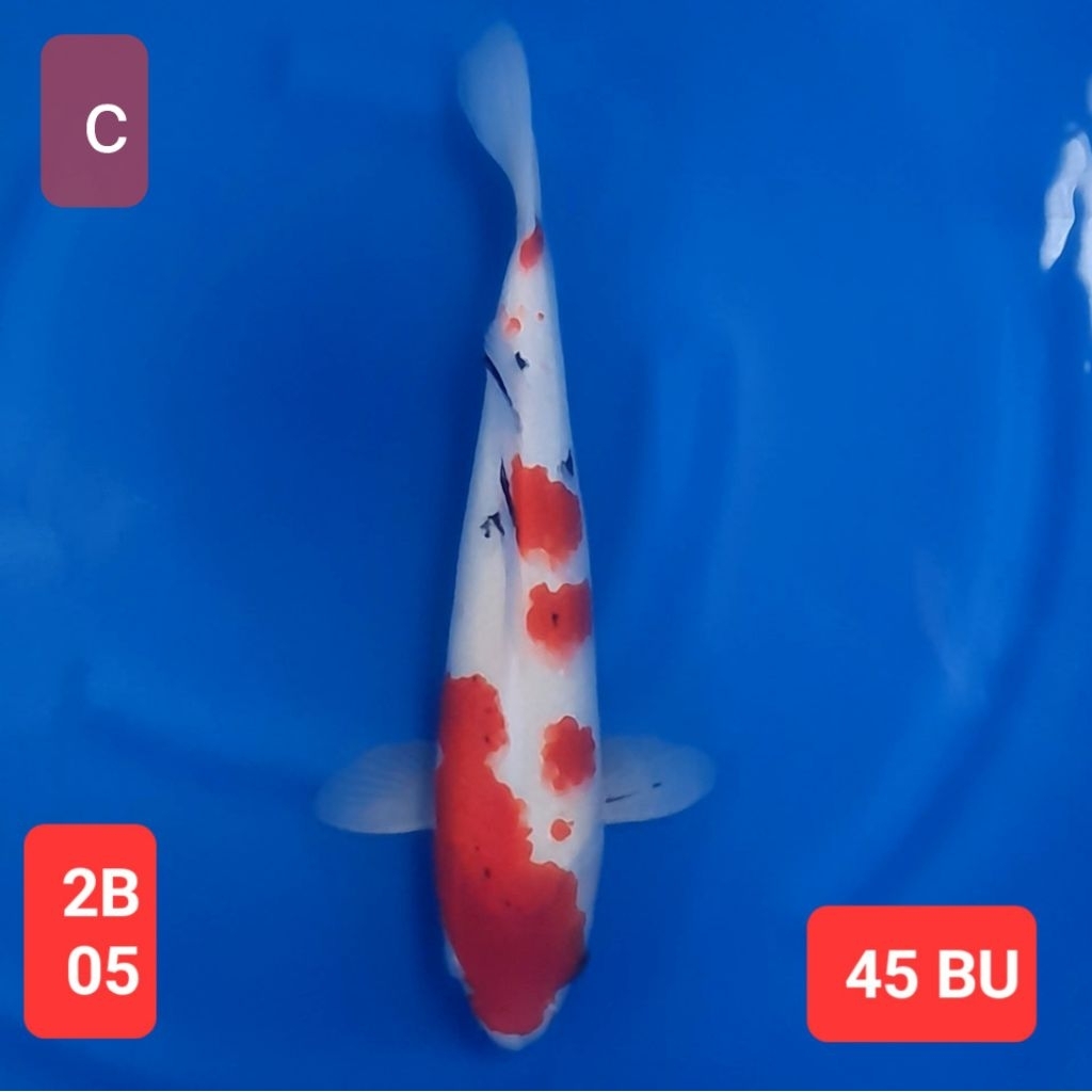 ikan koi premium showa sanke kohaku kolam 2B pertama