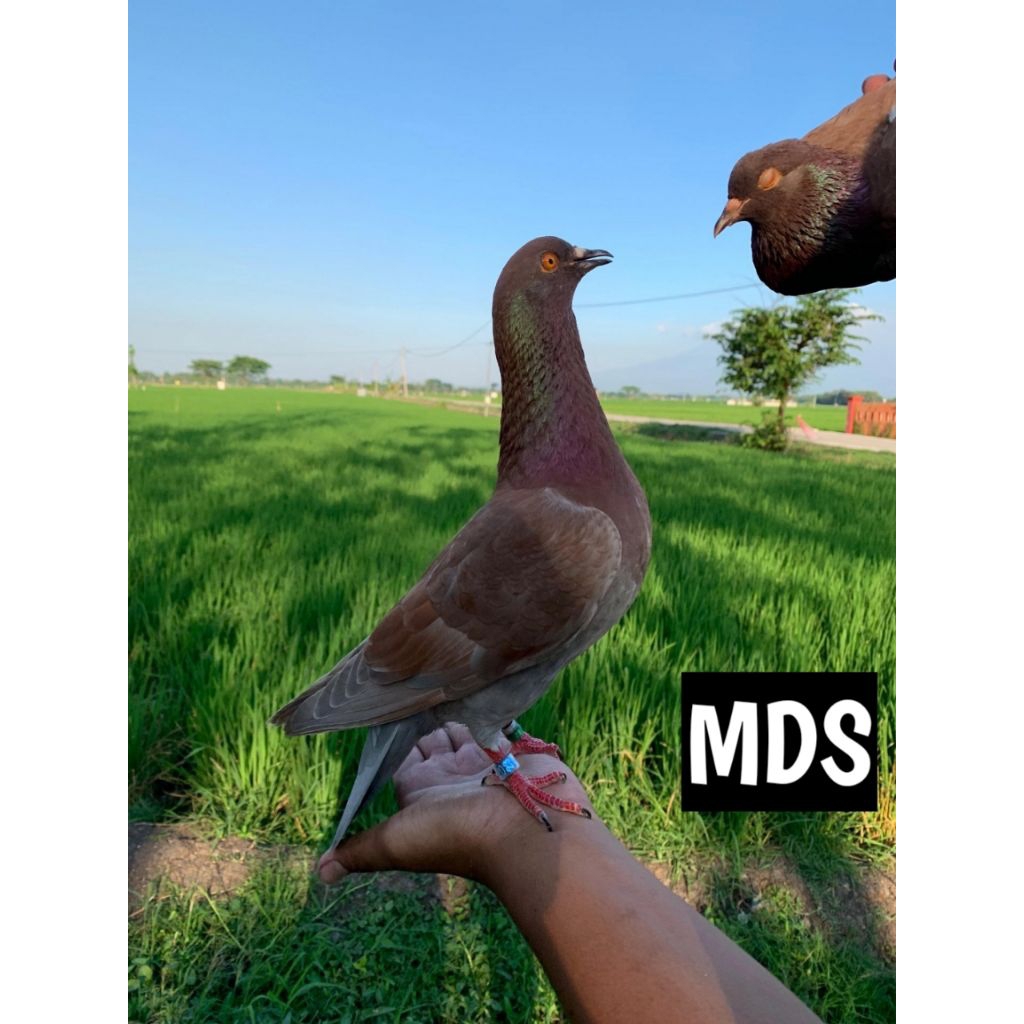 BURUNG MERPATI  SEPASANG JANTAN DAN BETINA