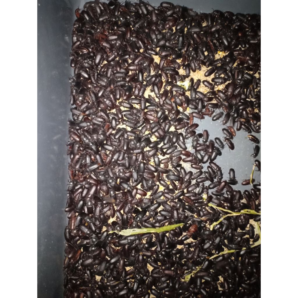 kepik hongkong/indukan ulat hongkong