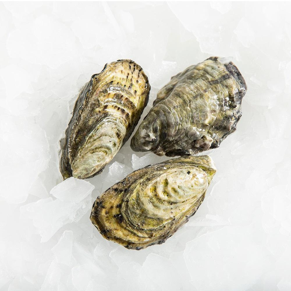 Kerang Tiram Oyster 1Kg Kerang Tiram Oyster Segar Seafood Kerang Segar Kerang Laut Natural Oyster Sh