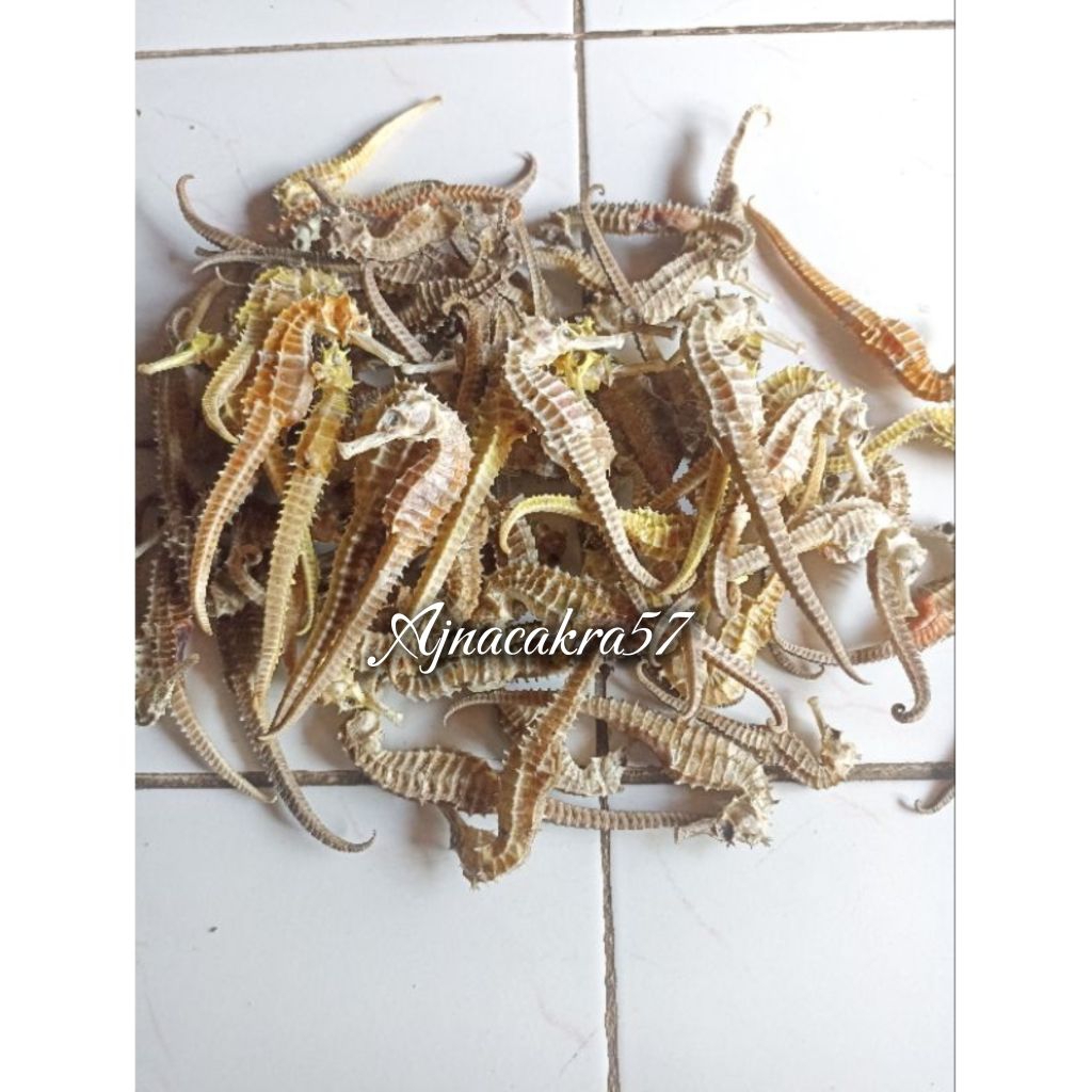 Kuda Laut Kering 100grm Original 100% Asli dari Laut Jawa