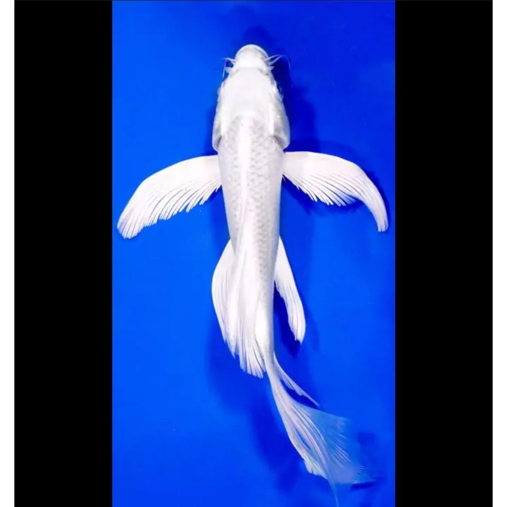 paket 2 ekor platinum kumpay sleyer