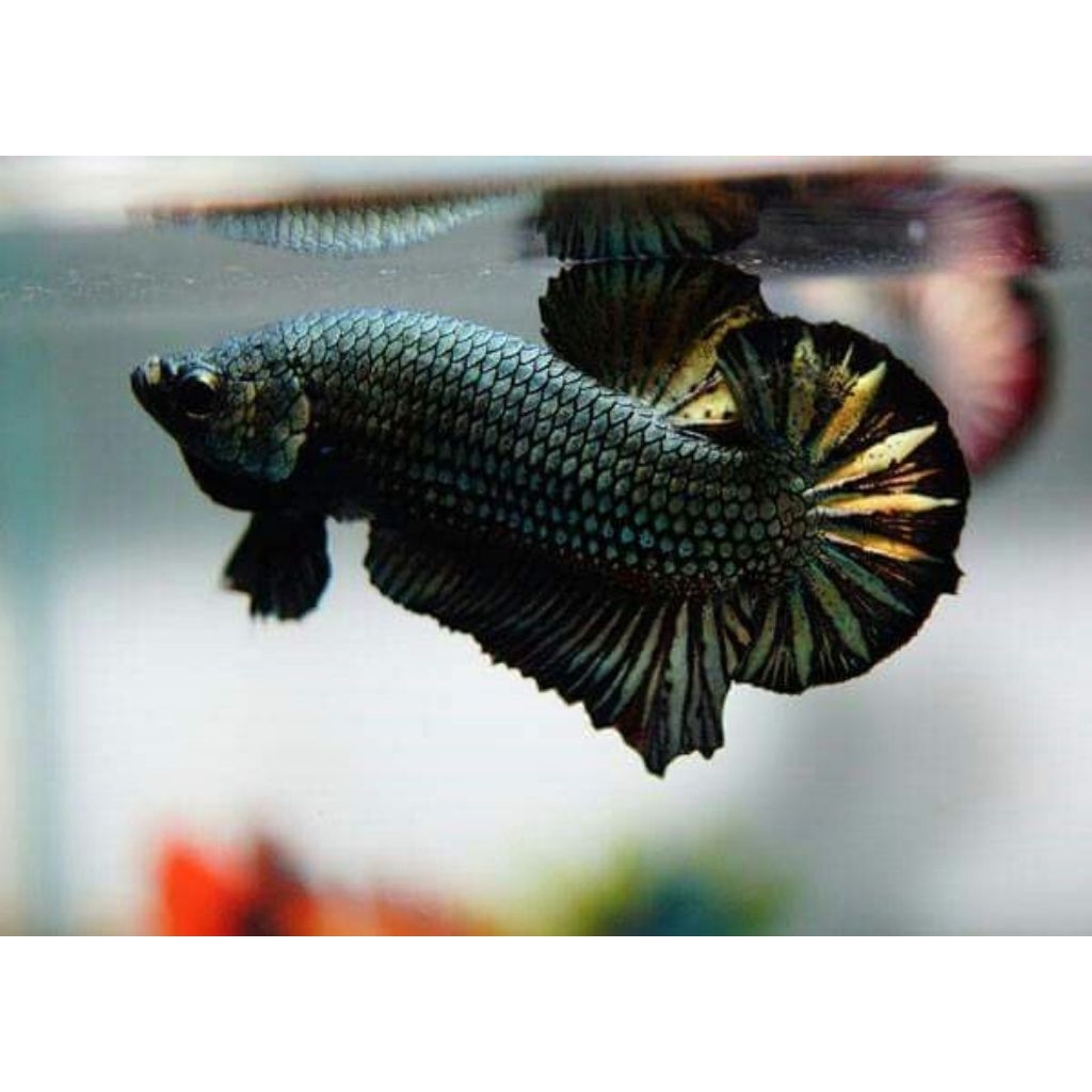 (PROMO) Cupang Plakat Aduan Male BAGAN BANGKOK Laga Super Size M++