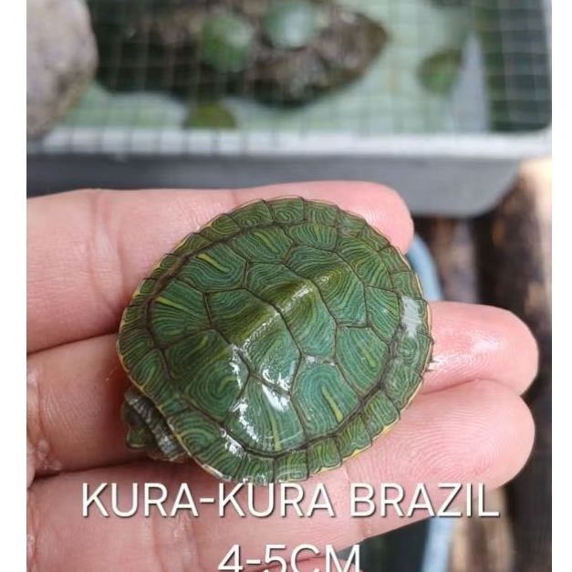hiasan KURA BRAZIL RES uk 4-5cm