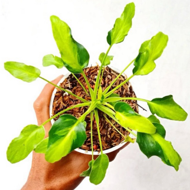 Thaumatophyllum Xanadu variegated