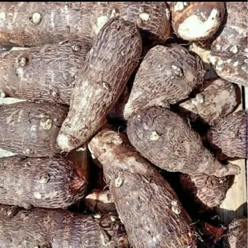 Mbote Fresh/Umbi Talas Pulen Segar