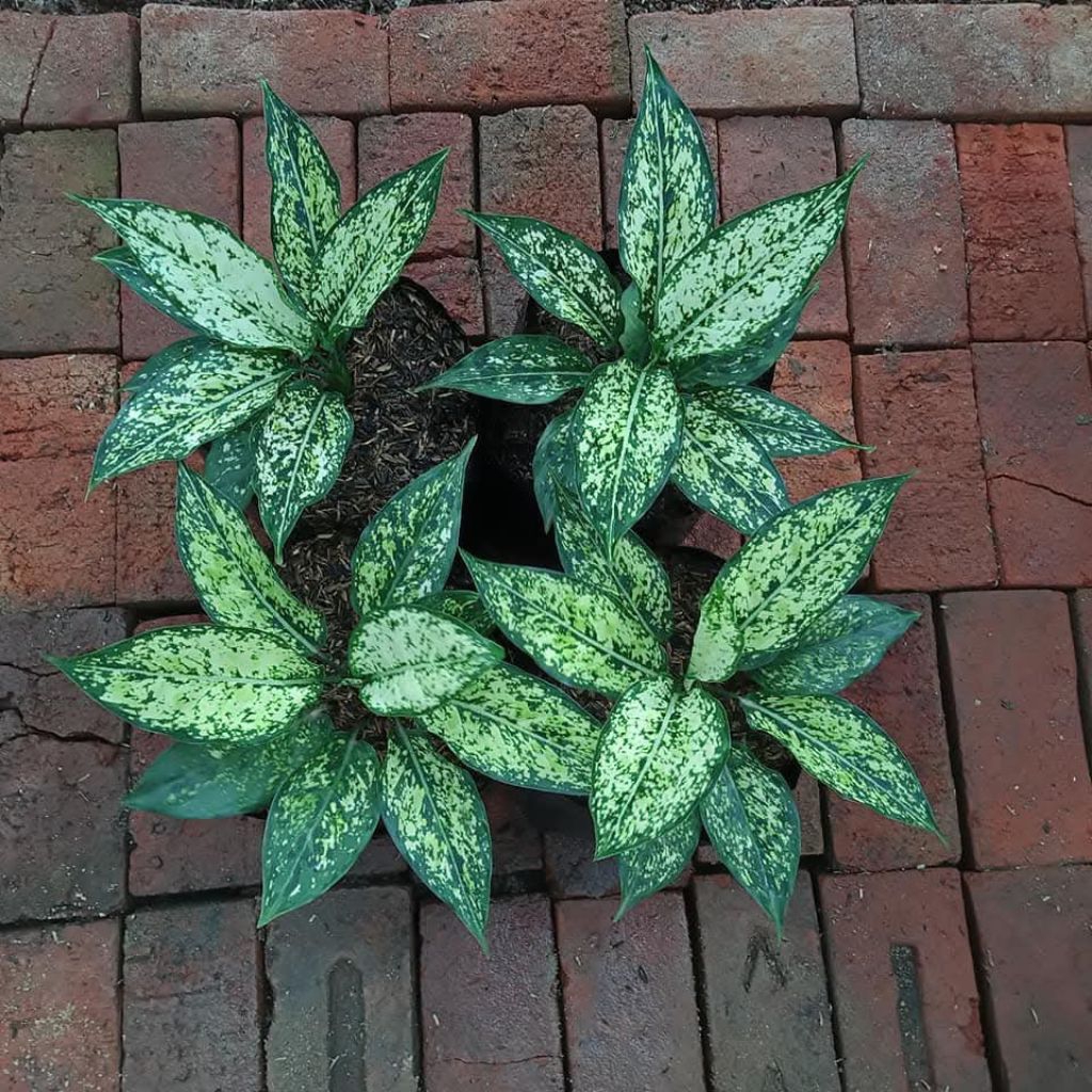 aglonema snow white dewasa