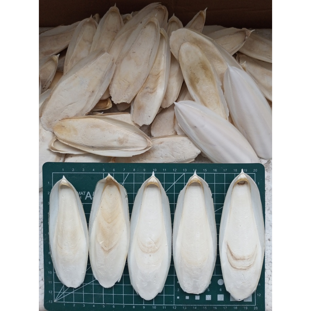 Tulang Sotong  Cuttlefish Bone Uk 10-20 Cm