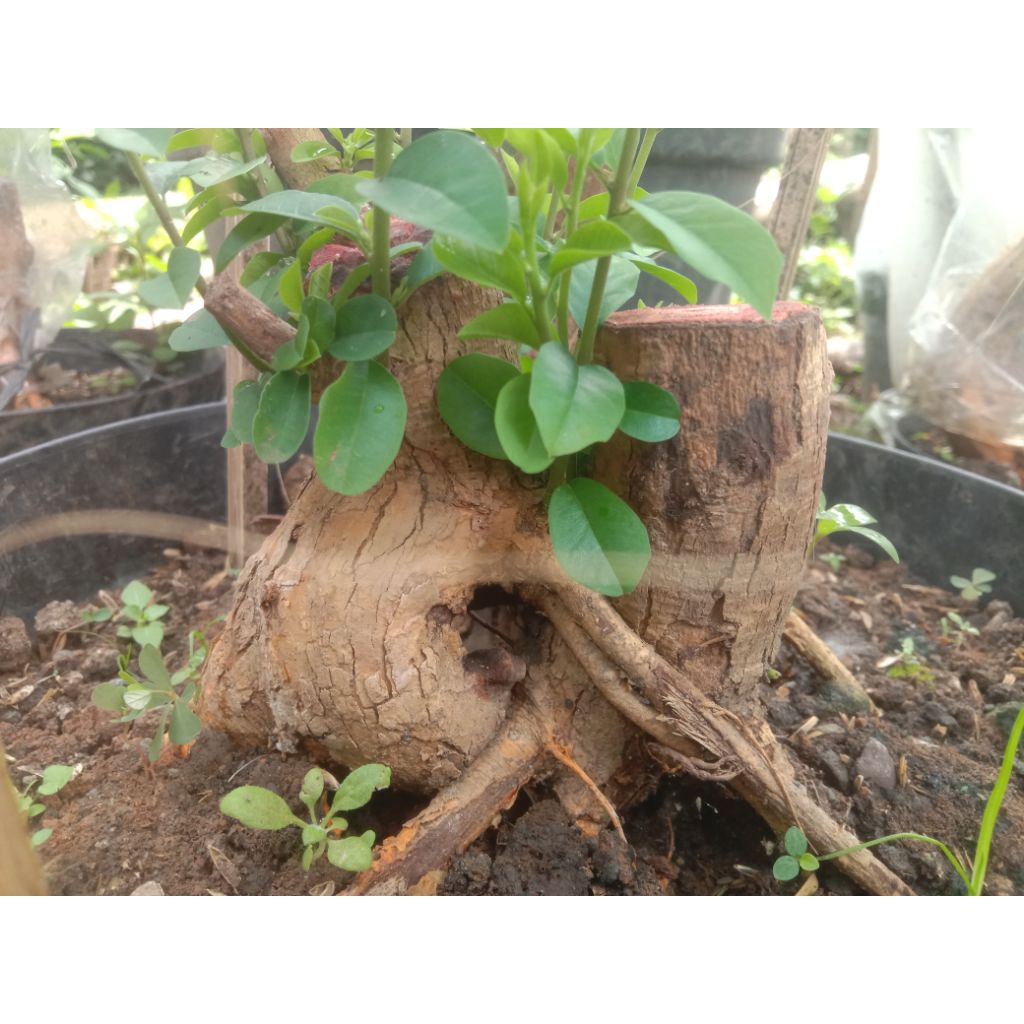 bahan bonsai sisir suda hidup ber akar