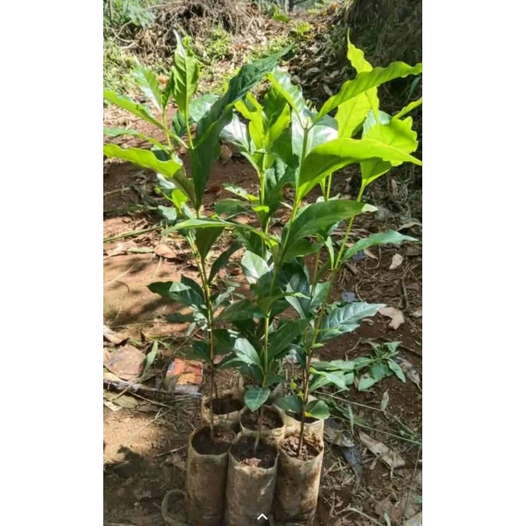 bibit unggul kopi robusta