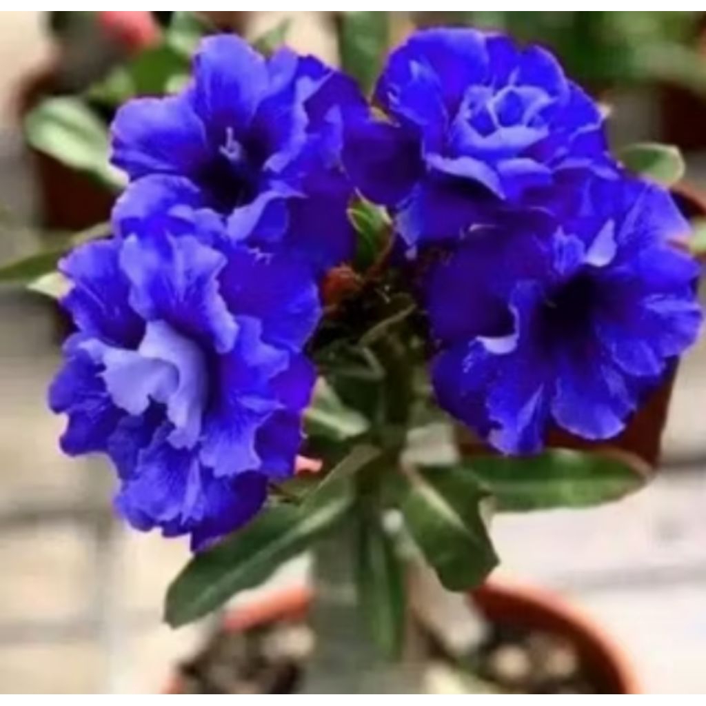 Promo.. Tanaman hias adenium - bibit pohon adenium - bibit tanaman hias adenium