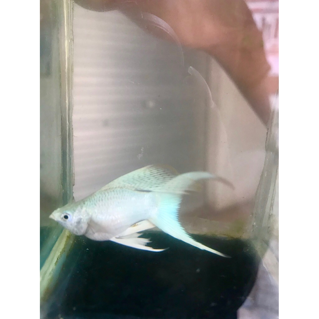 Molly Platinum Cawang