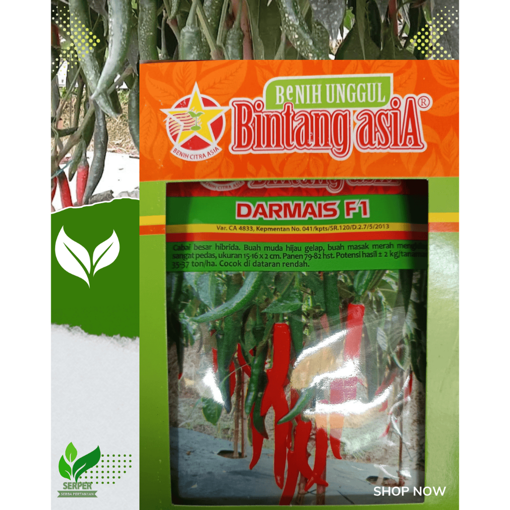 BENIH CABAI BESAR - DARMAIS F1