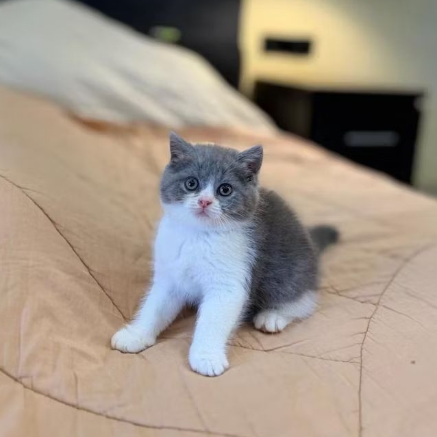 anak kucing bsh jantan / kucing kitten bsh jantan lucu