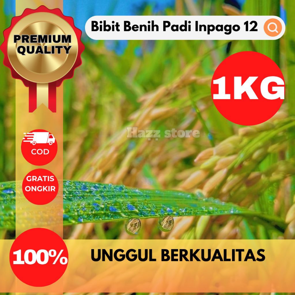 BENIH BIBIT PADI INPAGO 12 1KG VARIETAS UNGGUL HASIL BERKUALITAS TINGGI, TAHAN HAMA & CEPAT PANEN