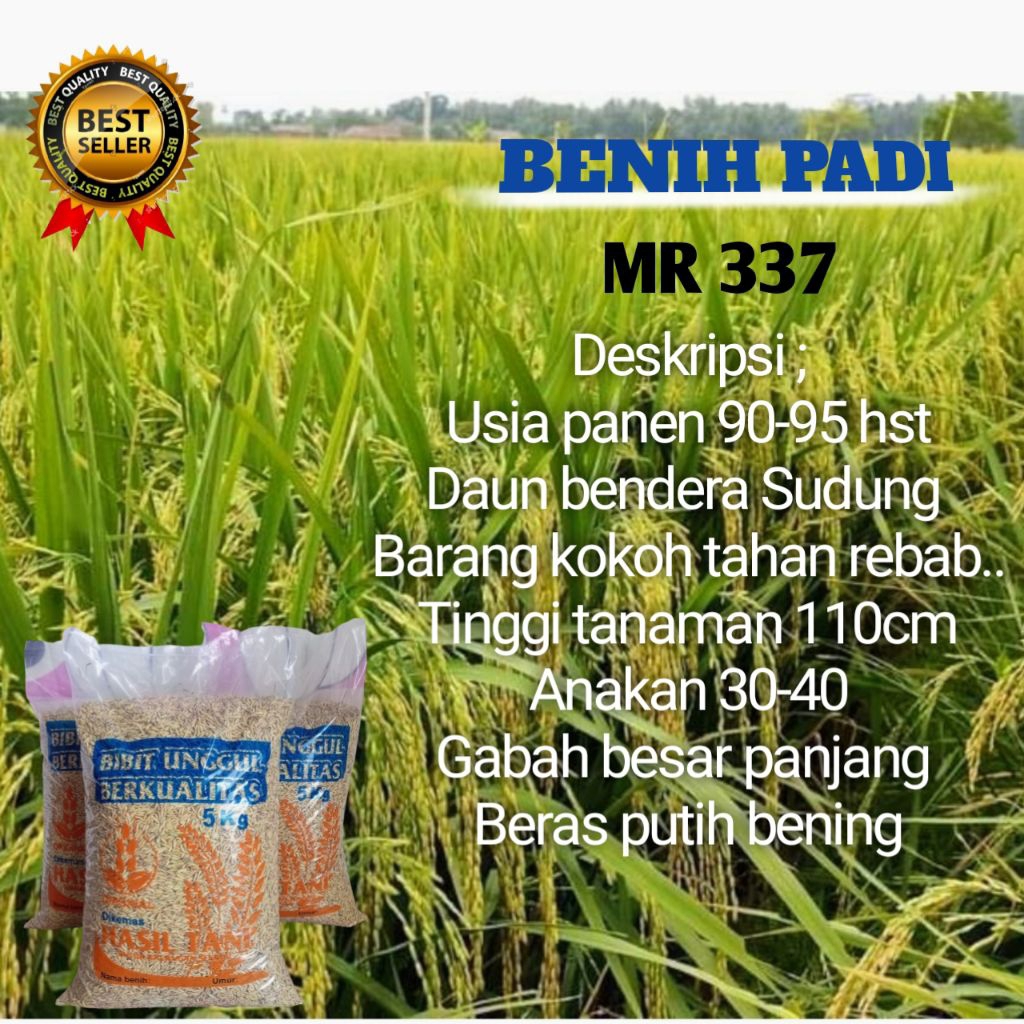BIBIT PADI UNGGUL MR 337 ORIGINAL 5KG