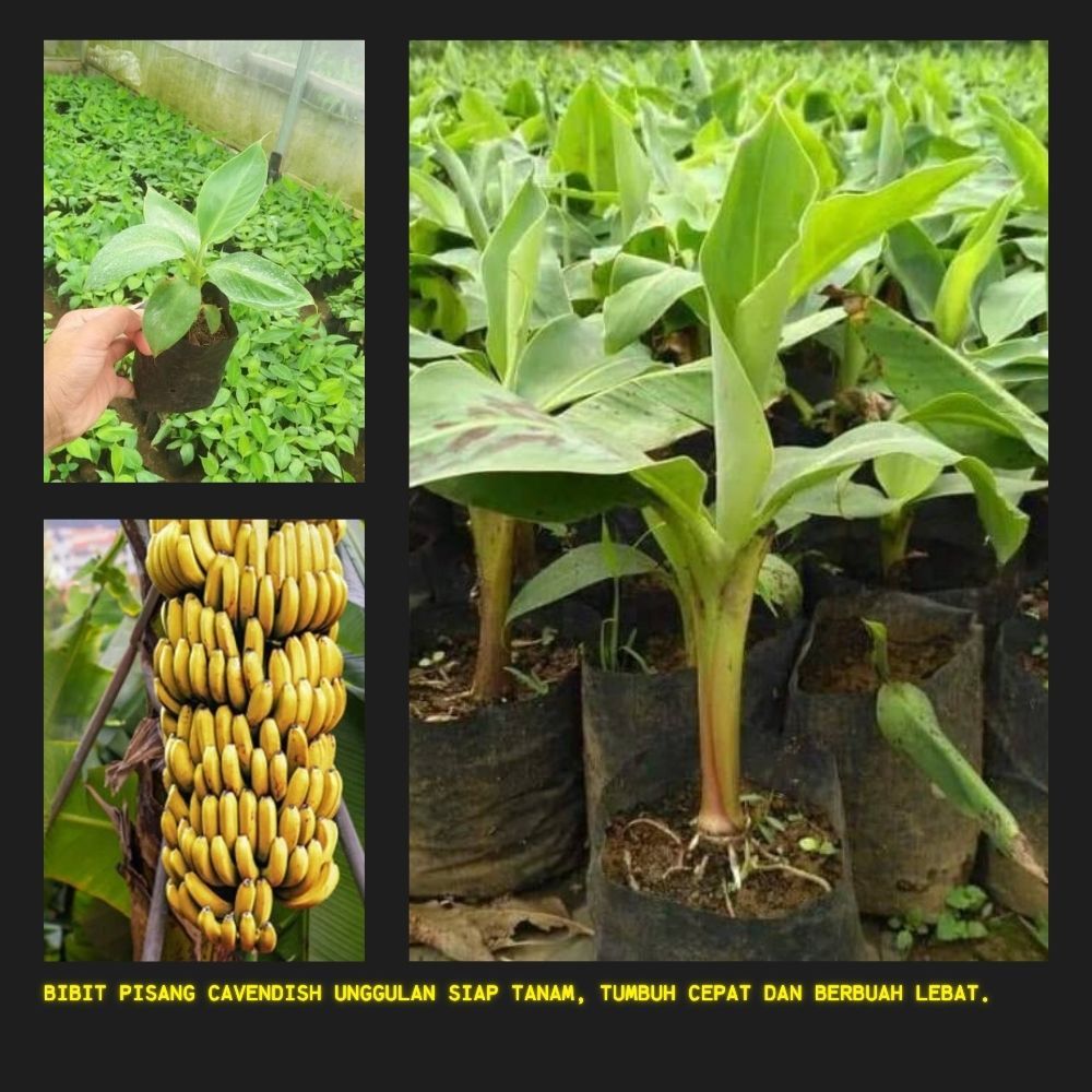 ASLI  Pohon Pisang Cavendish Mini - Pohon Pisang Cavendish Pendek