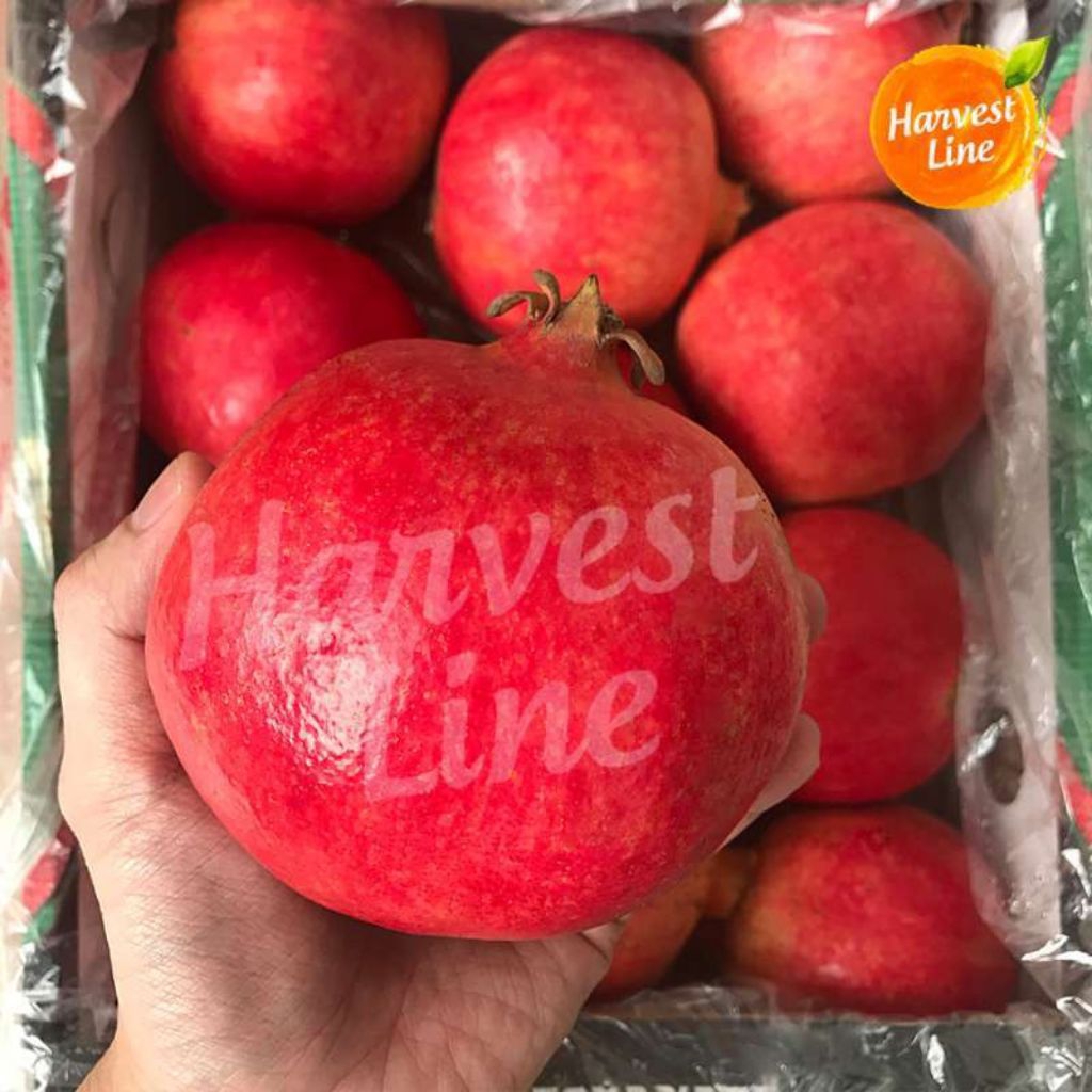 BIBIT DELIMA JUMBO SUPER//DELIMA MERAH JUMBO KONDISI BERBUNGA