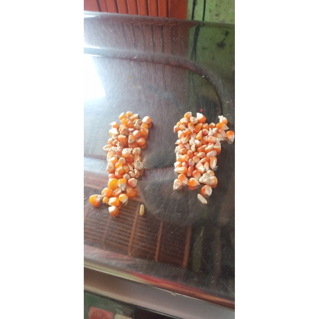 jagung Oren kristal 25kg