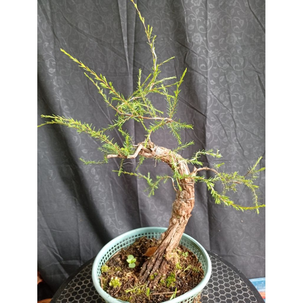 BAHAN BONSAI CUCUR ATAP/SAPU-SAPU