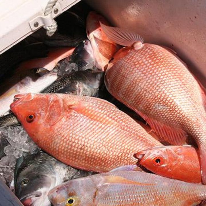 Kakap Merah Segar Ikan Kakap Merah Jumbo Ikan Kakap Merah Besar Ekoran Seafood Segar Ikan Laut