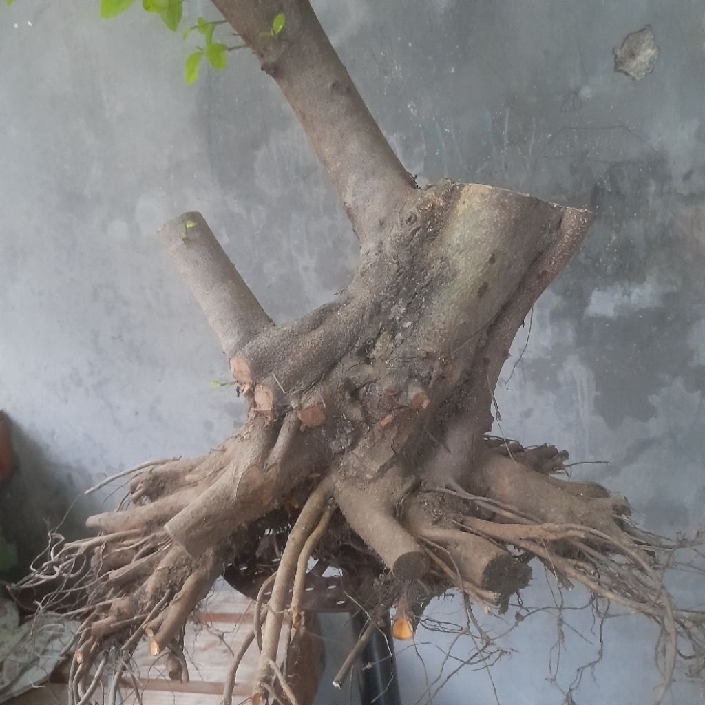 Bahan Bonsai Iprik / Ficus Retusa ukuran medium ( Real Pict )