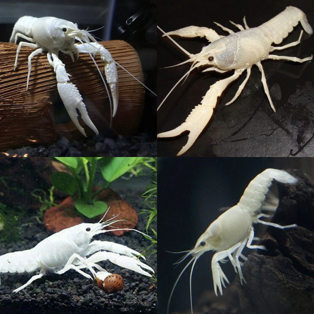 Hiasan Aquarium Lobster Putih Paket 4ekor Cocok Jadi Hiasan Dan Dekorasi Aquarium.