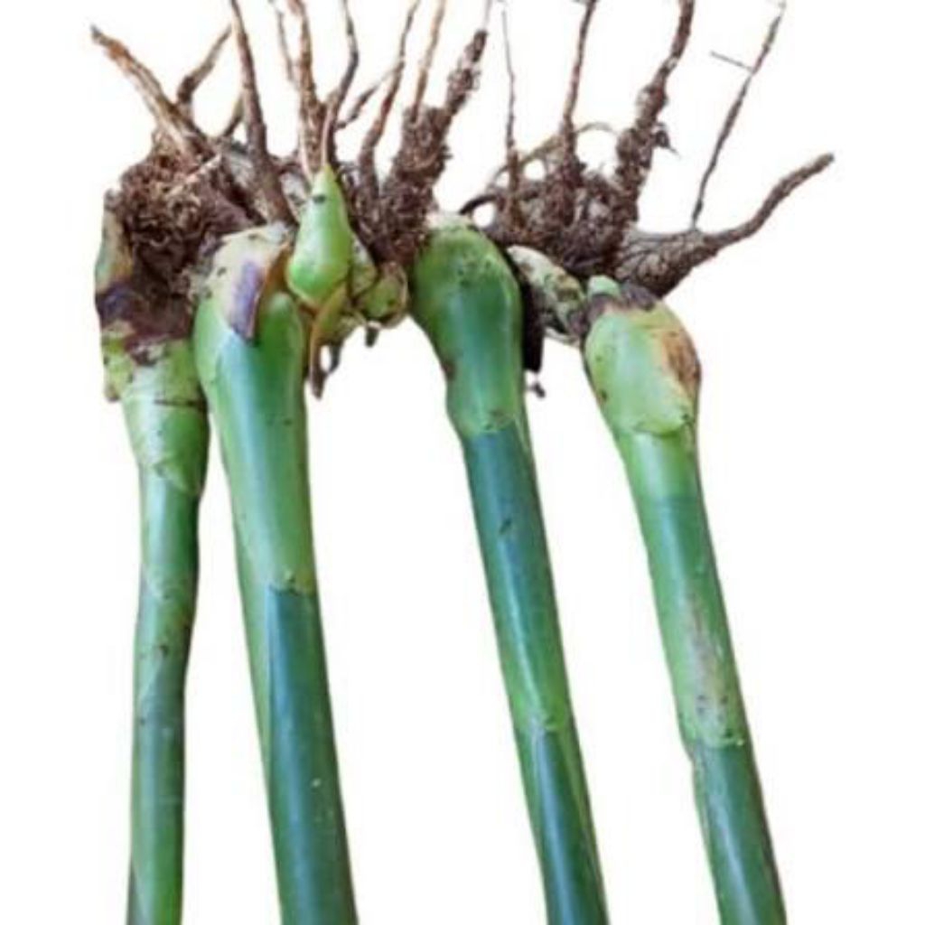 bibit super honje hijau/combrang galunggang 3 bibit honje