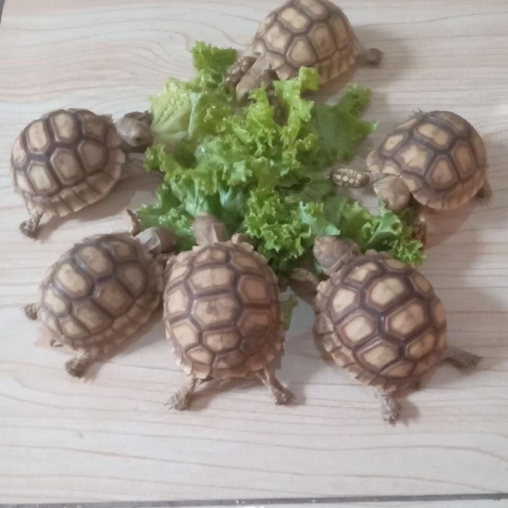 sulcata size 6cm cakep