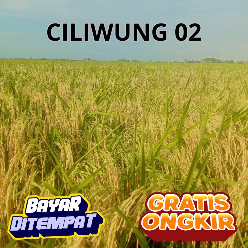 Benih Padi Unggul Ciliwung 02 10kg kualitas unggul