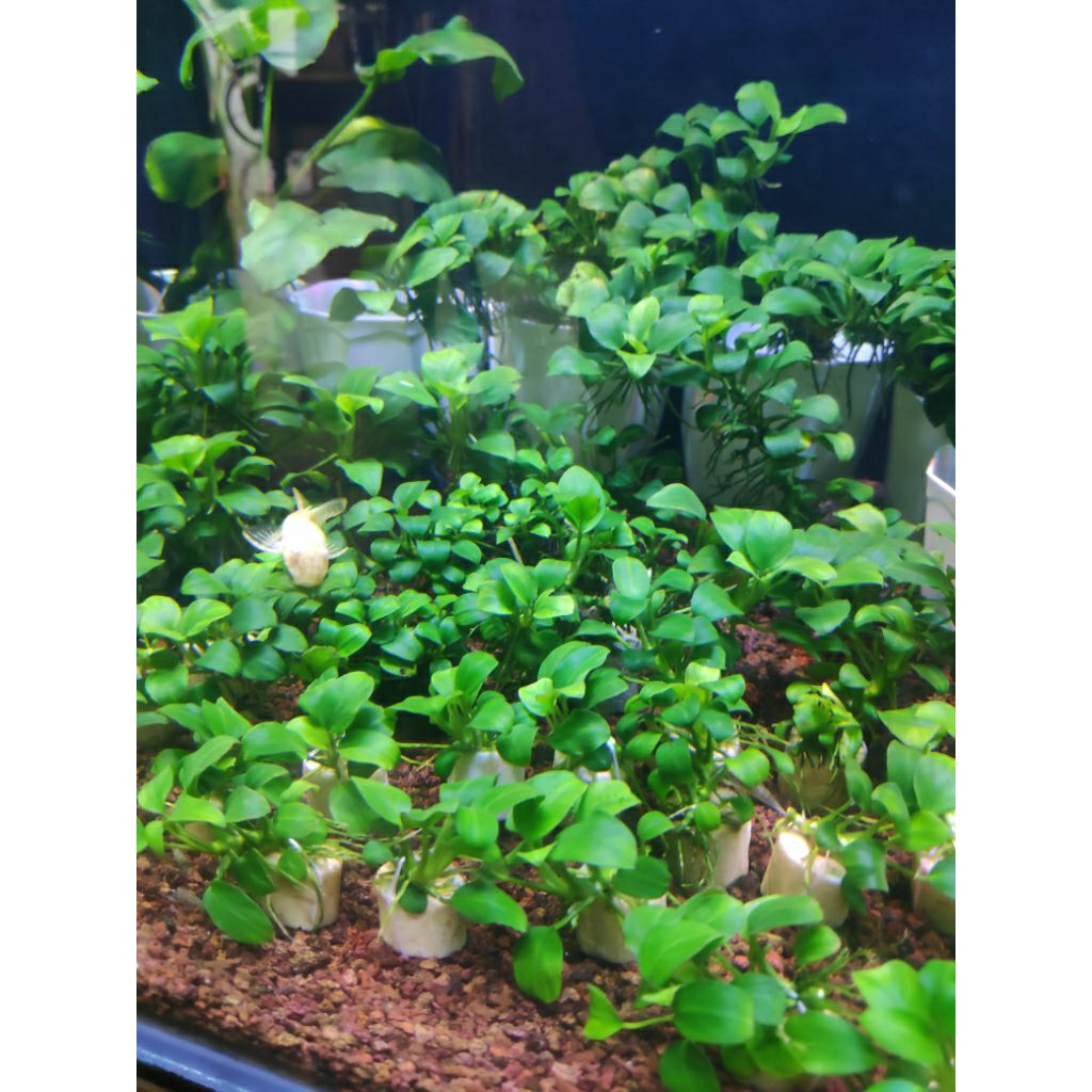 Anubias petite