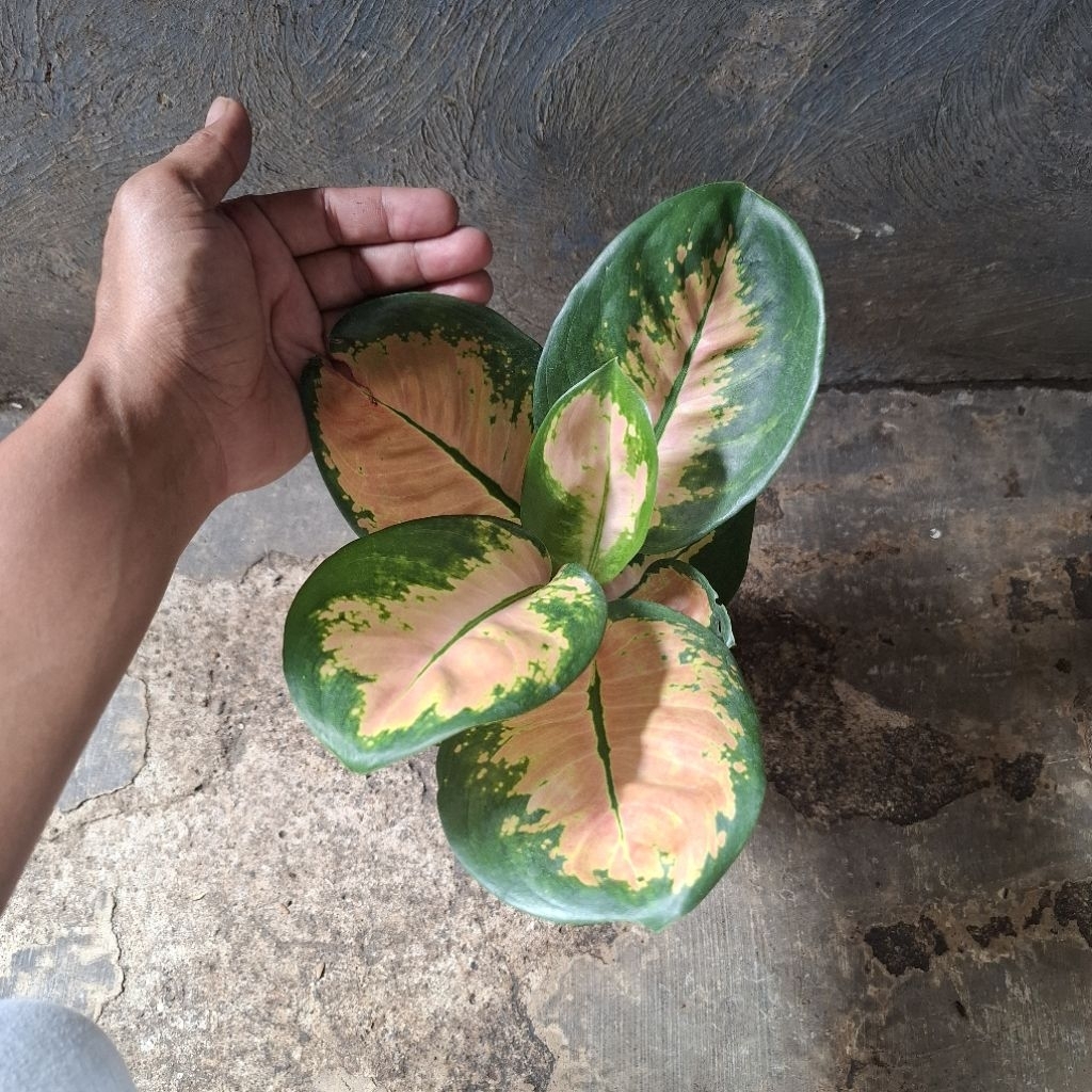 AGLONEMA MONALISA STARBUCK