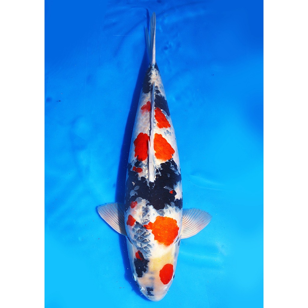 Koi Import Showa Sekiguchi Koi Farm Size 62 cm