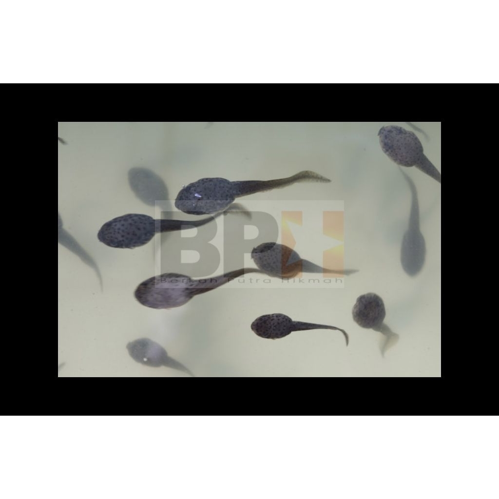 kecebong hidup pakan ikan