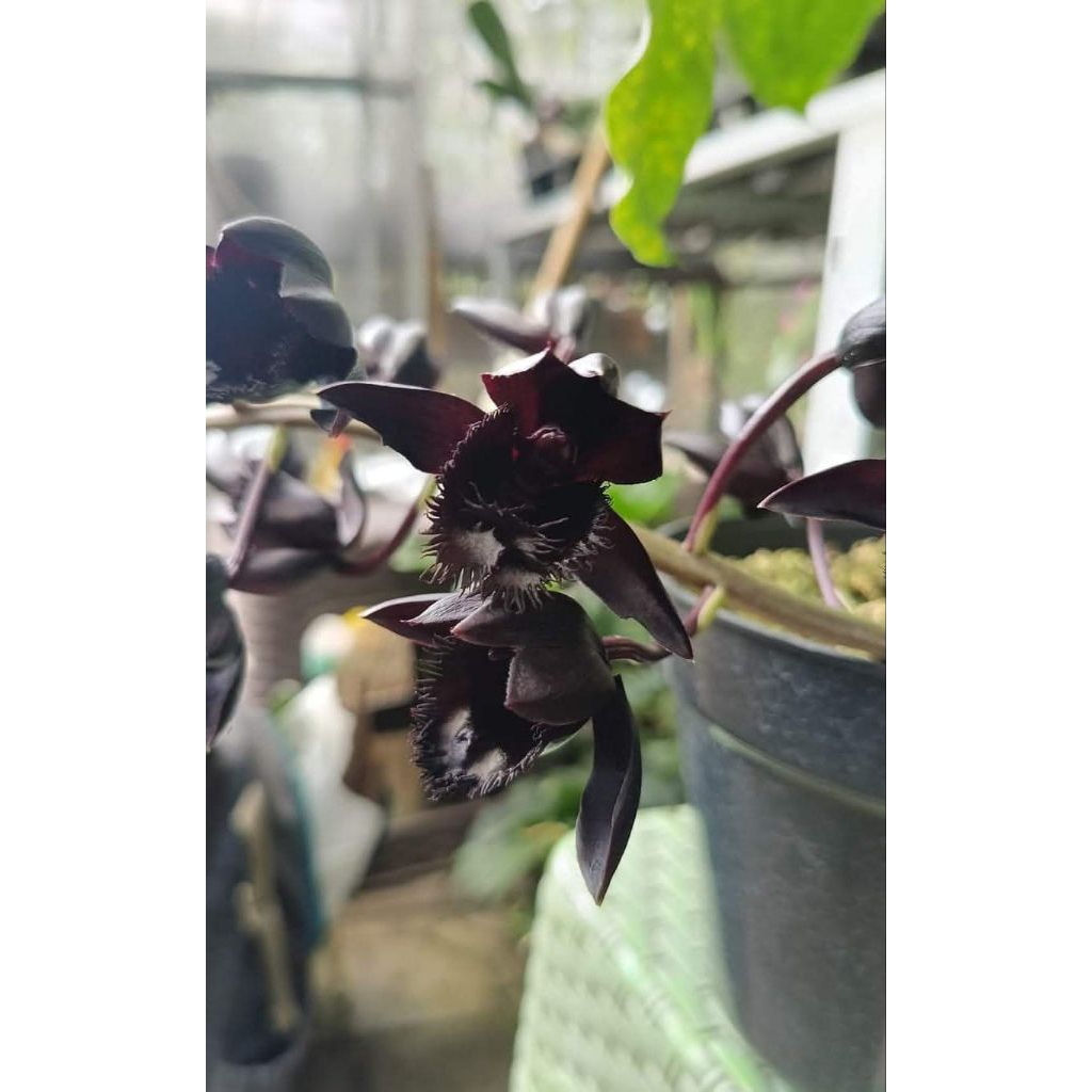 Catasetum After Dark Black Pearl
