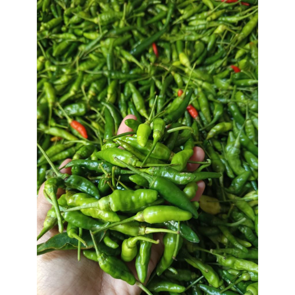 Cabe Rawit Gunung/Lokal Hijau (Fresh dari petani)