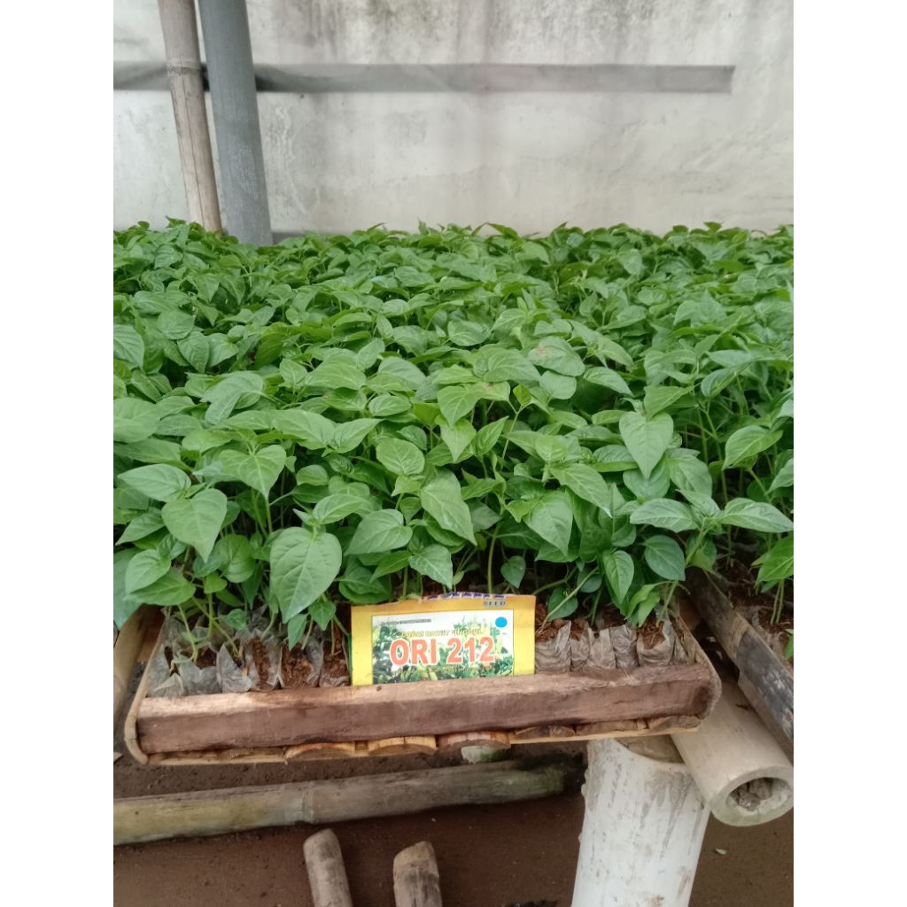 Bibit Cabe Rawit Ori 212 siap tanam