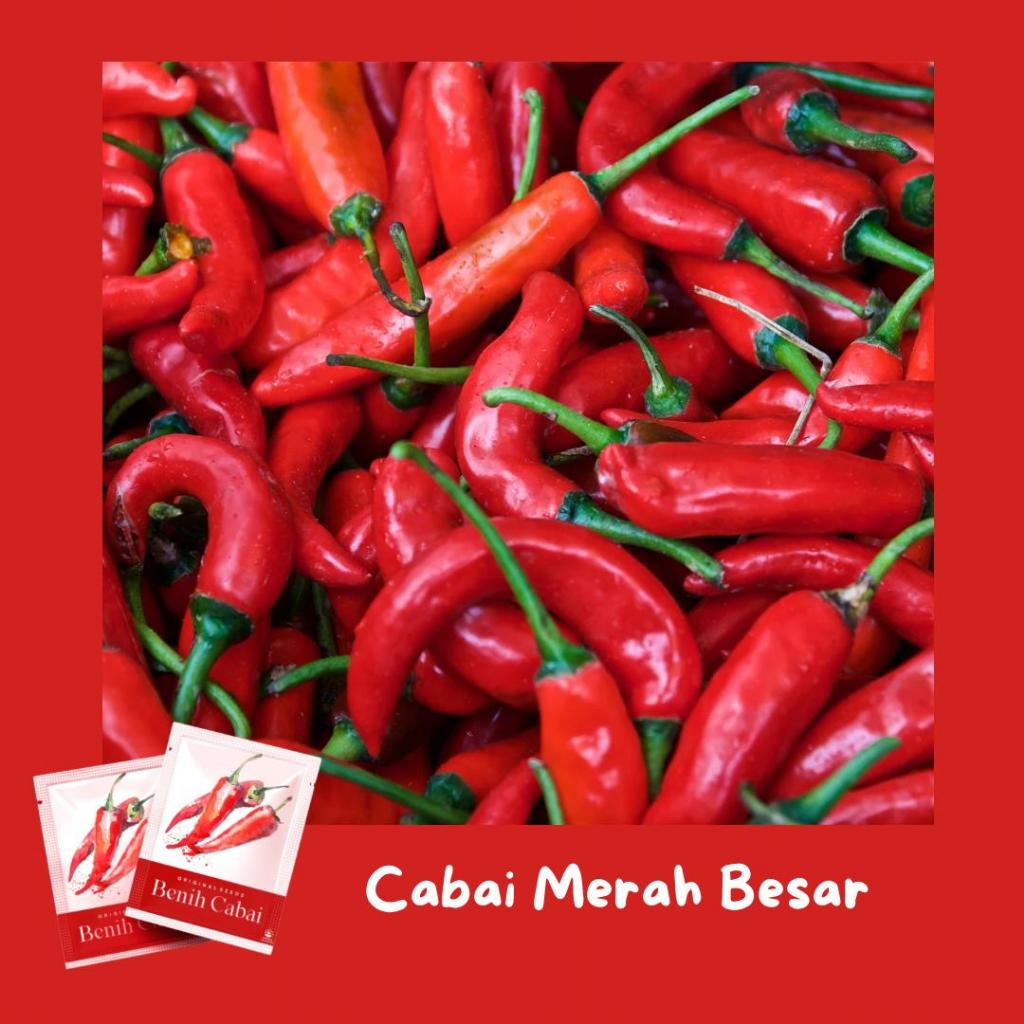 Benih Cabe Besar Beli1 Gratis1 Benih Bibit Cabai Besar Cabe Merah Besar Unggul Dan Tahan Virus