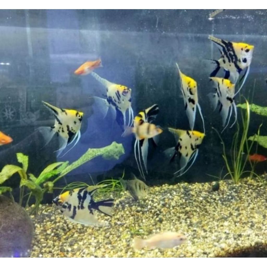 dekorasi Akuarium fansi mansi air tawar