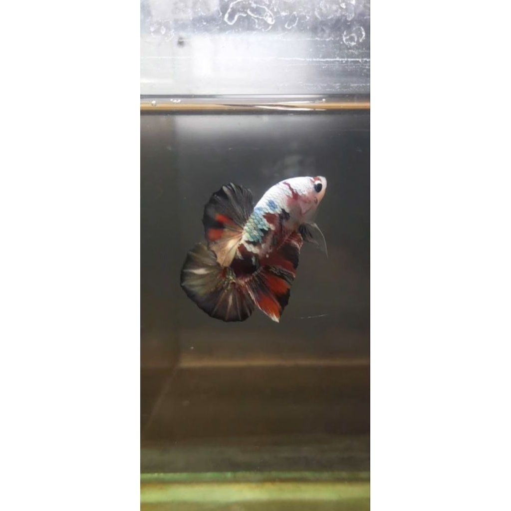 hiasan aquarium cupang hias iron man 042