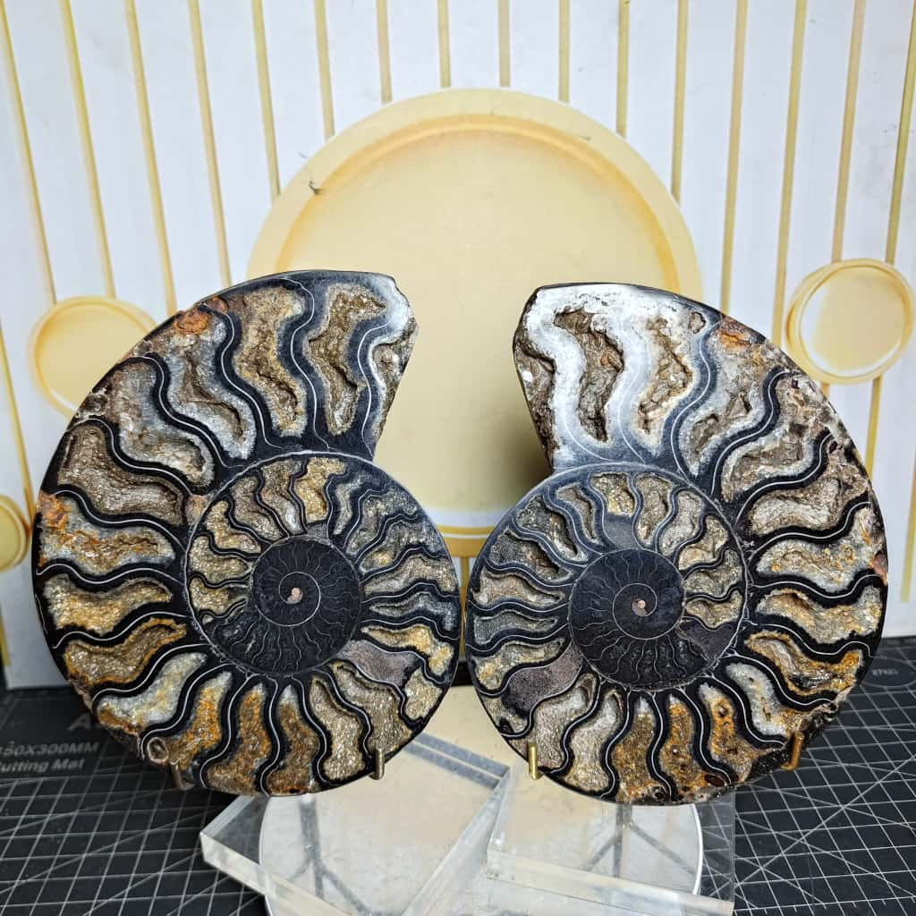 Batu Natural Fossil Keong Black_Ammonite Sepasang (2)