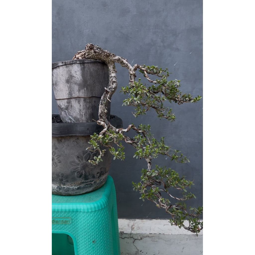 Bonsai Santigi Karang Cascade Medoum