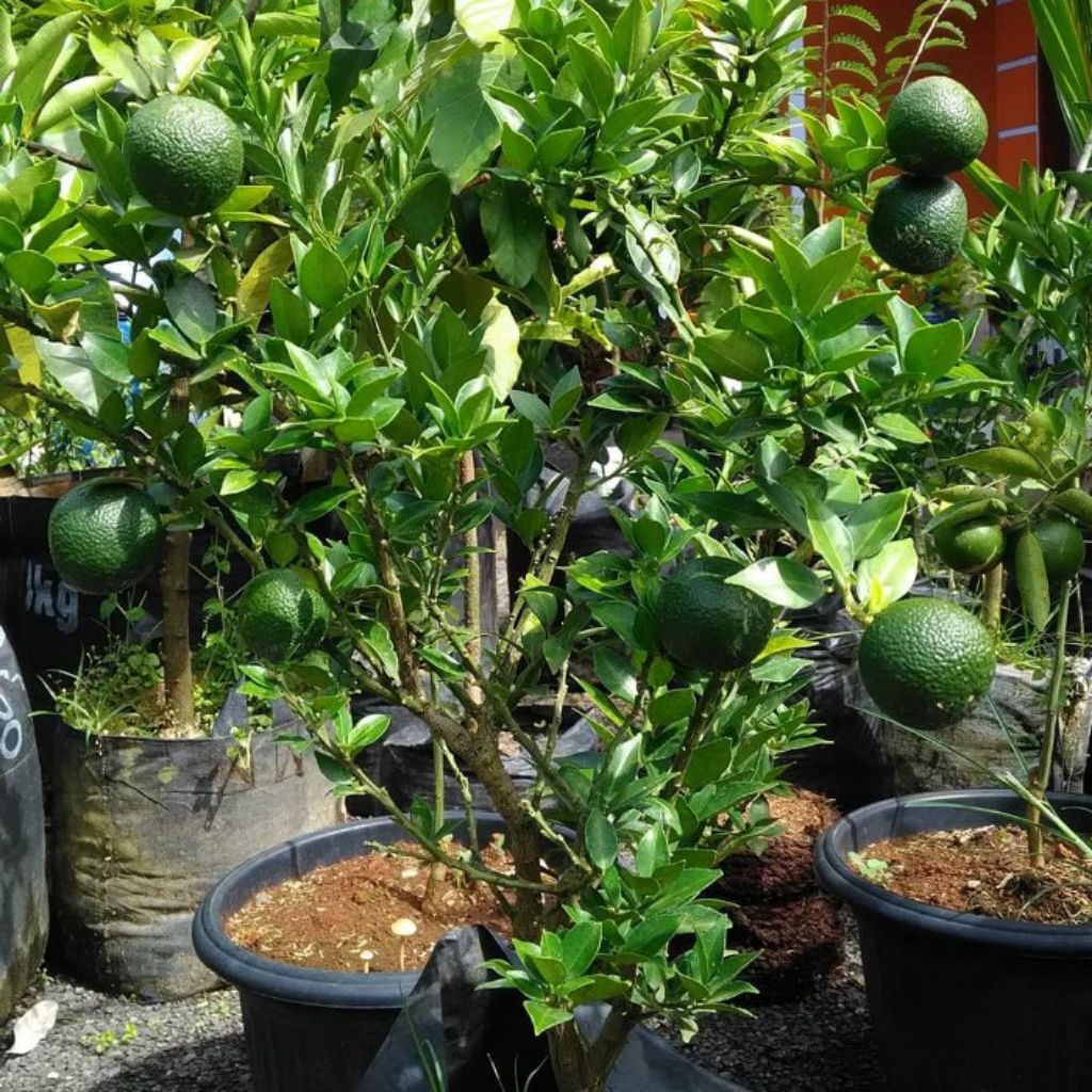 tanaman jeruk sunkist navel