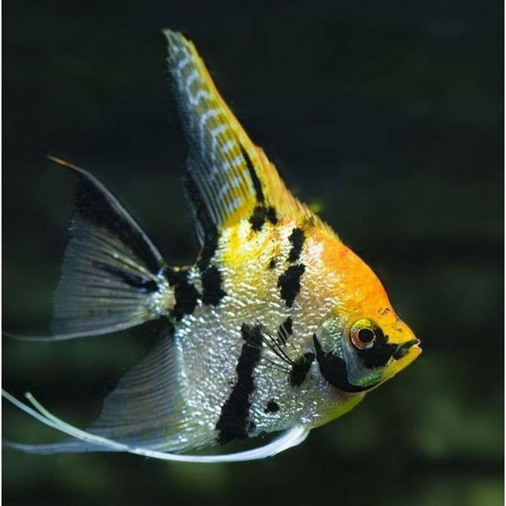 Hiasan akuarium manfish tricolor ikan hias air tawar aquascape